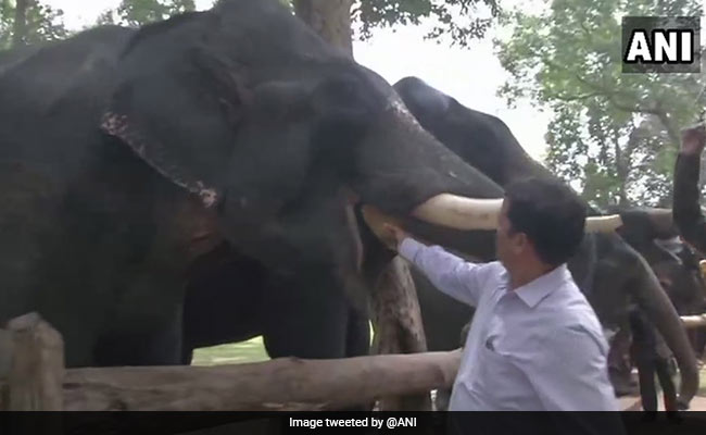 Watch: At Kanha National Park, Elephants Enjoy Week-Long Picnic