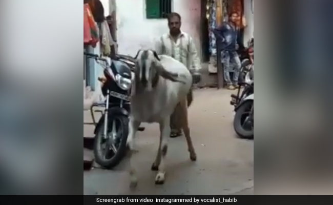 Bakrid 2018: बकरीद में आया 'Baahubali' बकरा, हाथ लगाने से डर रहे लोग