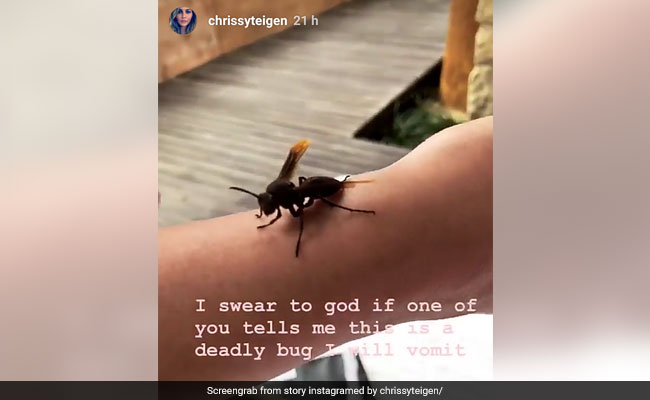 Chrissy Teigen Befriends Bug. Twitter Tells Her It's Dangerous Wasp