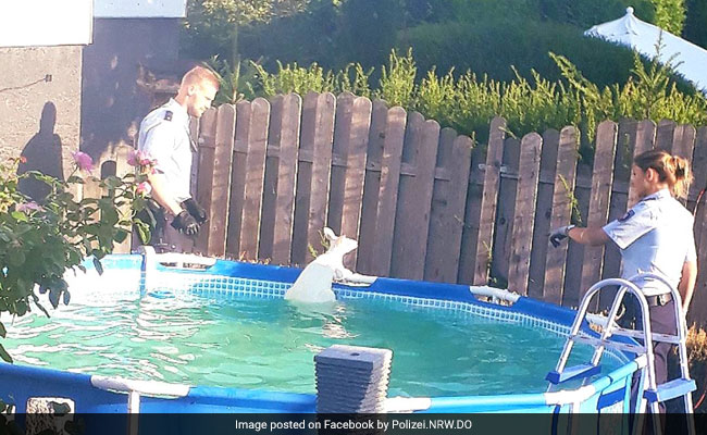 Escaped White Kangaroo Leads Police On Chase, Jumps Into Pool