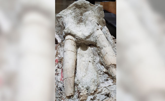 Rare Skull Of Elephant Ancestor Unveiled In France