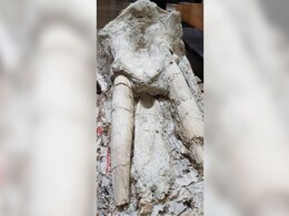 Rare Skull Of Elephant Ancestor Unveiled In France Rare Skull Of Elephant Ancestor Unveiled In France