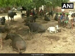 Man Beaten To Death In Haryana Over Suspicion Of Cattle Theft Man Beaten To Death In Haryana Over Suspicion Of Cattle Theft