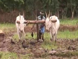 Monsoon This Year Brings Relief For Farmers In Karnataka's Mandya Monsoon This Year Brings Relief For Farmers In Karnataka's Mandya