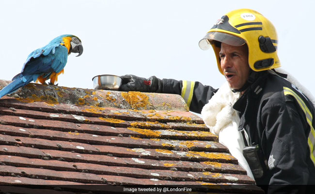 Foul-Mouthed Parrot Swears At Firefighter Trying To Rescue Her From London Roof