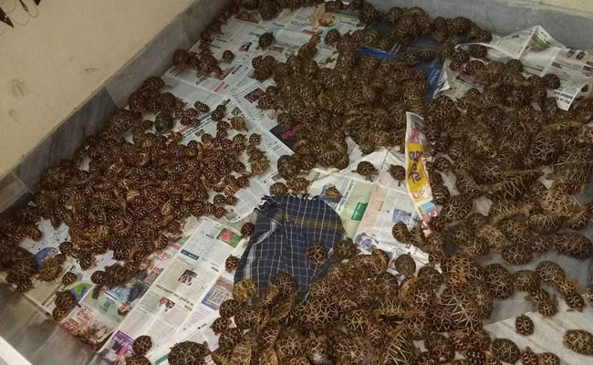 Over 200 Endangered Tortoises Labelled As "Seafood" Seized In Sri Lanka