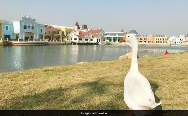Goose Named Gugu Gets Admission At Prestigious Chinese University