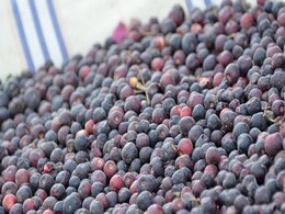 Include These Vitamin Rich Purple Fruits In Your Summer Diet For Weight Loss, Acidity, Constipation Include These Vitamin Rich Purple Fruits In Your Summer Diet For Weight Loss, Acidity, Constipation