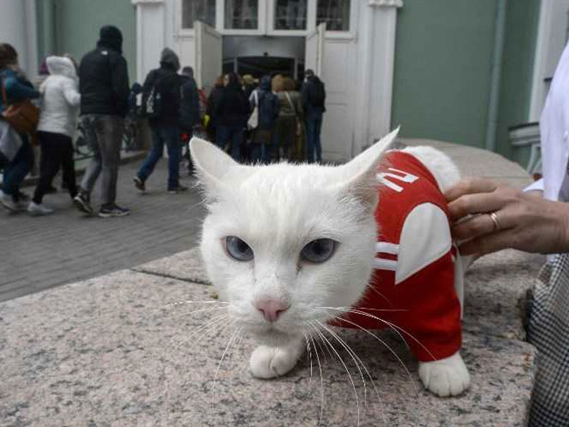 FIFA World Cup: Achilles The Cat Is Russia's Highly Gifted 2018 World Cup Soothsayer