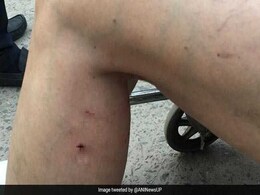 Monkeys Attack 2 Foreign Tourists Visiting Taj Mahal In Agra Monkeys Attack 2 Foreign Tourists Visiting Taj Mahal In Agra