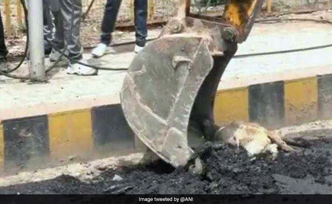 यूपी के आगरा में कुत्ते के ऊपर बना दी सड़क और फिर...
