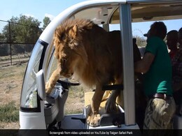 Watch: Lion Jumps Into Vehicle Full Of Tourists In Crimea Watch: Lion Jumps Into Vehicle Full Of Tourists In Crimea
