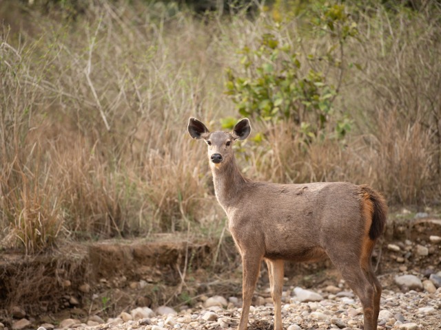 Top 5 Wildlife Sanctuaries In India Every Nature Lover Should Visit
