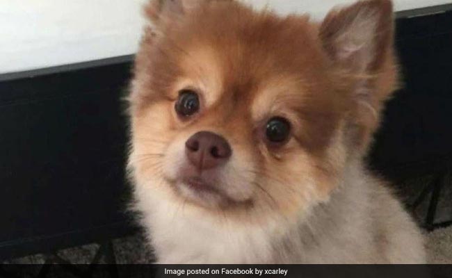 This Pomeranian Was Found Dead On A Delta Flight Last Month And His Owner Still Doesn't Know What Happened