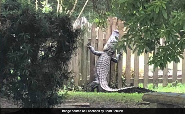Huge 7 Foot Alligator Tries To Climb Fence To Escape Capture