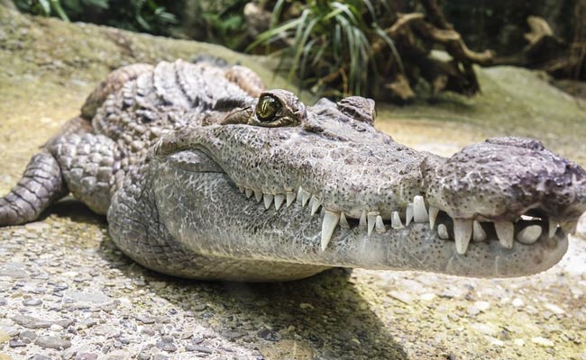 Alligator Guards Body Of US Woman After Killing Her