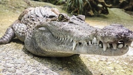 US Teen Recounts How She Fought 10-Foot Alligator That Dragged Her Underwater