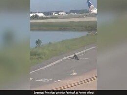 Alligator Strolls Across Runway, Delays Flight. Passenger Captures Video Alligator Strolls Across Runway, Delays Flight. Passenger Captures Video