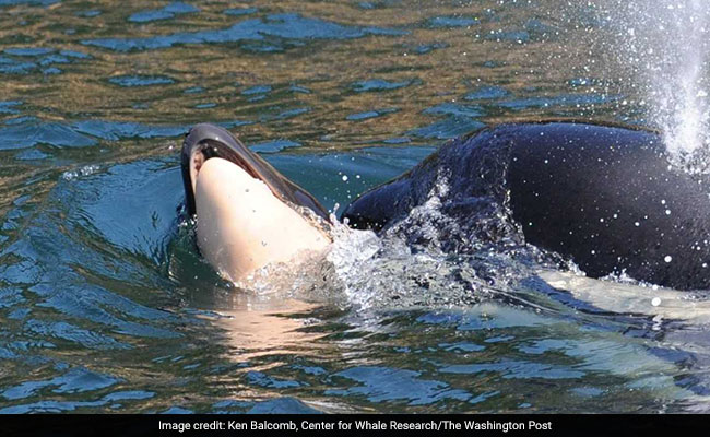 Orca Mother Finally Lets Go Of Dead Calf She Carried Around For Weeks
