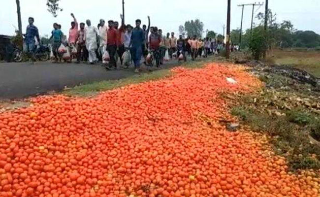 Farmers In UP's Amroha Dump Tomatoes On Streets After Prices Go South