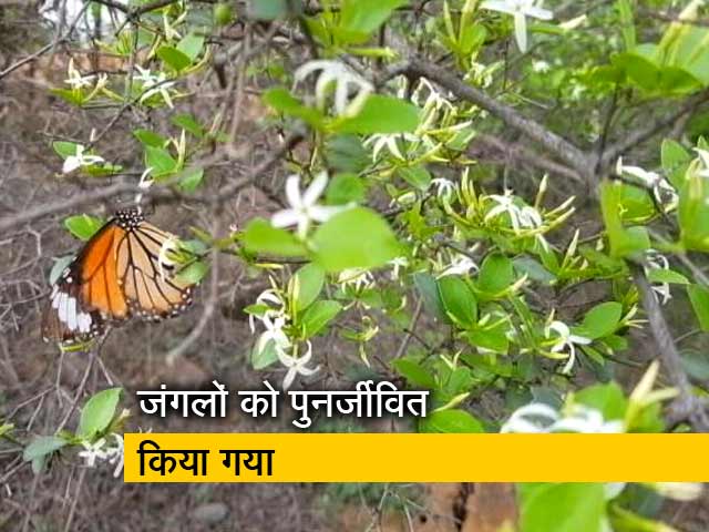 बनेगा स्वच्छ इंडिया : अरावली जैव विविधता पार्क का कायाकल्प बनेगा स्वच्छ इंडिया : अरावली जैव विविधता पार्क का कायाकल्प