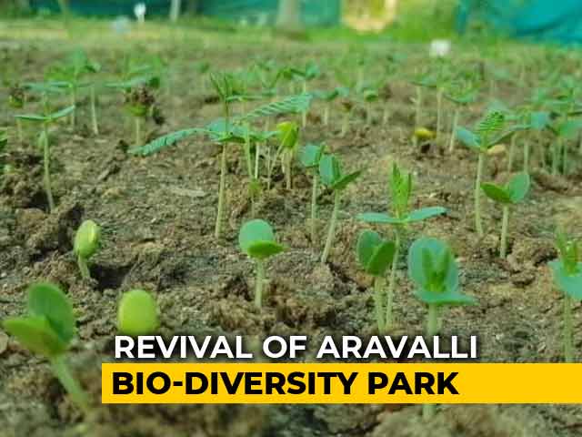 Revival Of Aravalli Bio Diversity Park In Gurugram