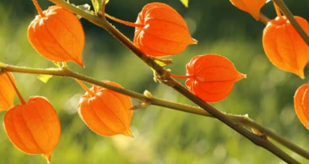 Ashwagandha for Thyroid: क्या है थायराइड, क्यों होता है और कैसे अश्वगंधा देती है फायदा