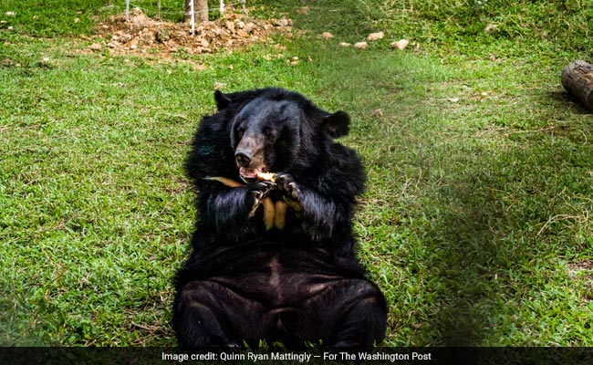 From Hemorrhoids To Hangovers: Bear Bile Is Treasured In China, And That's Bad For Captive Bears