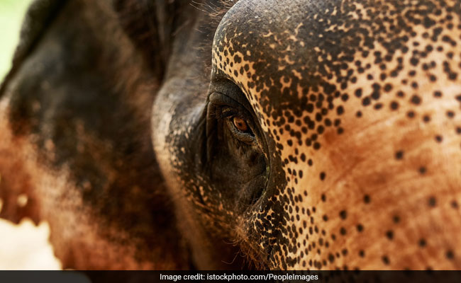 5 Elephants Circled Thai Man On Motorcycle, Trampled Him To Death