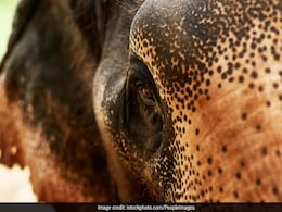 Elephant Kills Woman In Maharashtra's Yavatmal District Elephant Kills Woman In Maharashtra's Yavatmal District