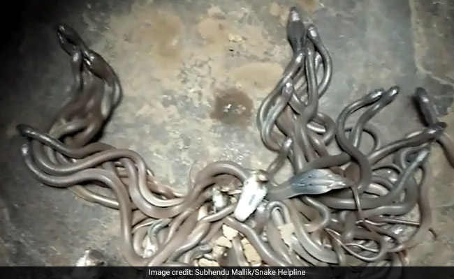 111 Baby Cobras Found Inside Odisha Home. Dare To Watch Rescue Video?