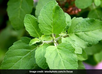 7 Yummy Basil Recipes You Need To Try