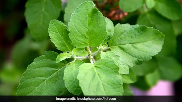 Basil Water Benefits: You can enjoy multiple health benefits with this morning habit