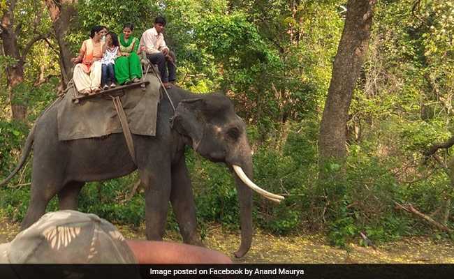 Dudhwa Elephant Born On The Day Of Important Kargil Victory Passes Away