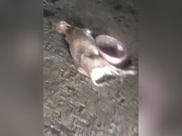 36 Cows Found Dead In Delhi Shelter, Doctors Suspect "Some Disease" 36 Cows Found Dead In Delhi Shelter, Doctors Suspect "Some Disease"