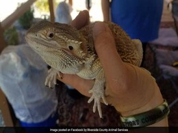They Ordered Bicycle Online, Opened Package To Find Bearded Dragon Inside They Ordered Bicycle Online, Opened Package To Find Bearded Dragon Inside
