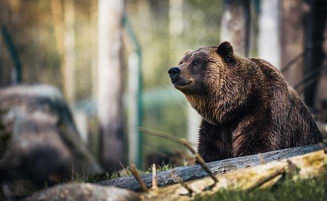 US Man Secretly Fed Bears For A Decade 'To Keep Them Safe', Say Officials