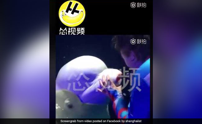 Trainer Applies Lipstick To Beluga Whale In Bizarre Viral Video