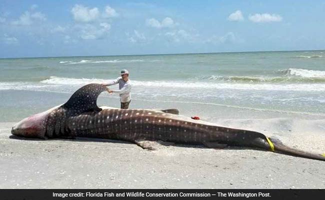 Toxic, Red Algae Bloom Leaves Trail Of Dead Marine Animals In Florida