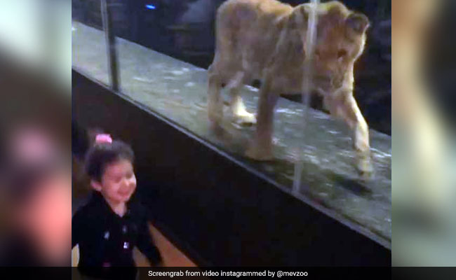 Lion Kept Inside Glass Enclosure At Istanbul Cafe Draws Online Outrage