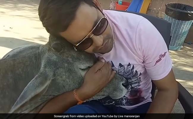 जब गाय निरहुआ के पास पहुंची तो कुछ ऐसे दुलारा, वायरल हो रहा Video