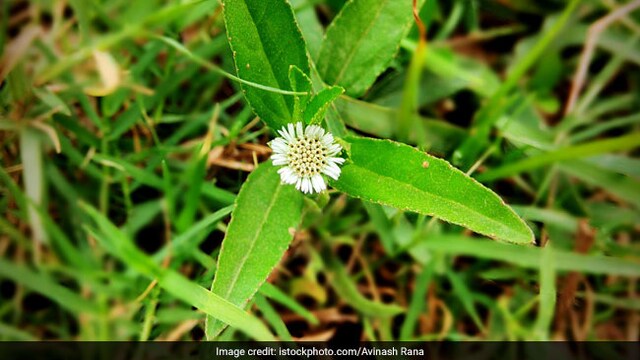 Bhringaraj health benefits include being good for heart health