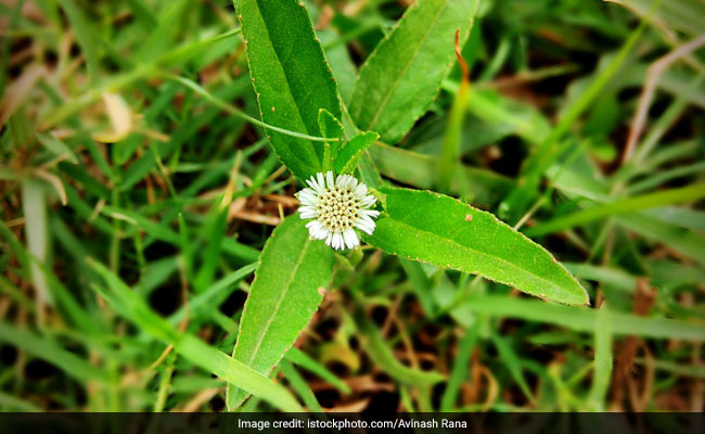 Bhringaraj health benefits include being good for heart health