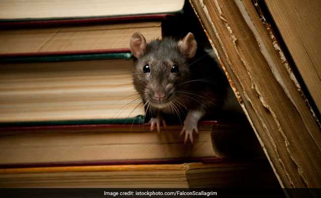 चूहे मनुष्य के साथ खेल सकते हैं लुका-छिपी, बना सकते हैं खेल की रणनीति, ऐसे हुआ खुलासा