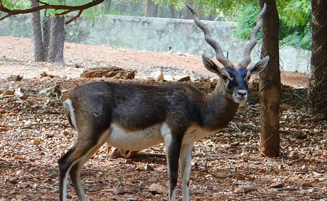 4 Blackbucks Die Of "Shock" In Pune Zoo After Attack By Stray Dogs