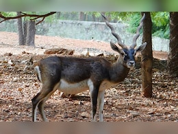 Bacterial Infection Kills 31 Blackbucks At Karnataka Zoo, Probe Ordered