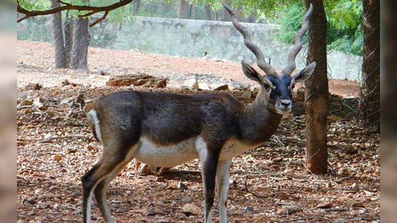 Bacterial Infection Kills 31 Blackbucks At Karnataka Zoo, Probe Ordered