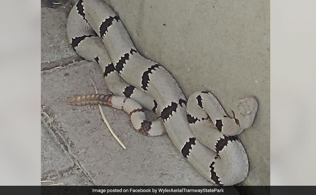 'Is This Photoshopped?' Pic Of Light Grey Rattlesnake Goes Viral