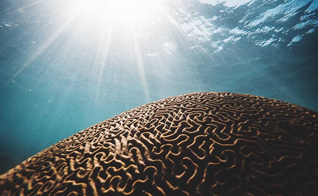 Scientists Pinpoint Spiritual Part Of Human Brain