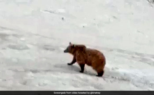 Watch: Himalayan Brown Bear Takes A Lazy Stroll At Amarnath Shrine